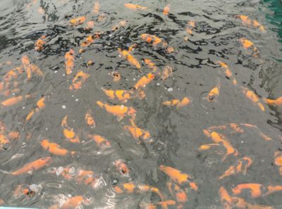 觀賞魚(yú)繁育基地（河南省開(kāi)封市觀賞魚(yú)繁育基地觀賞魚(yú)繁育技術(shù)概覽觀賞魚(yú)繁育基地） 武吉美拉金龍魚(yú) 第3張