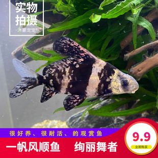 比較名貴的冷水觀賞魚有哪些（名貴的冷水觀賞魚有哪些特點(diǎn)？）