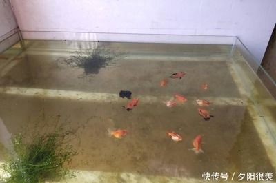 觀賞魚金魚怎么養(yǎng)好（養(yǎng)好觀賞魚金魚需要注意以下幾個方面） 祥龍赫舞紅龍魚 第1張