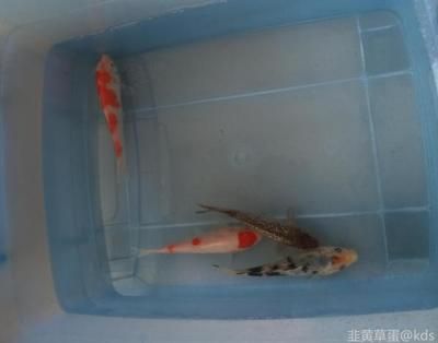 觀賞魚金魚怎么養(yǎng)好（養(yǎng)好觀賞魚金魚需要注意以下幾個方面） 祥龍赫舞紅龍魚 第3張