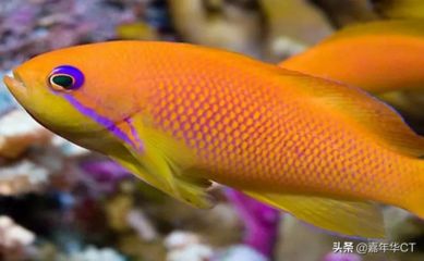 觀賞魚價格排名（全球觀賞魚價格信息排名：血紅龍魚和白金龍魚的價格） 龍魚專用燈 第4張