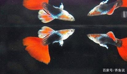 剛生的孔雀魚(yú)怎么喂養(yǎng)（剛生的孔雀魚(yú)喂養(yǎng)需要注意這些水中精靈詳細(xì)的喂養(yǎng)步驟）