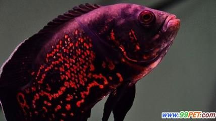 觀賞魚的分類有哪些品種（觀賞魚的養(yǎng)殖技術(shù)） 觀賞魚水族批發(fā)市場 第1張