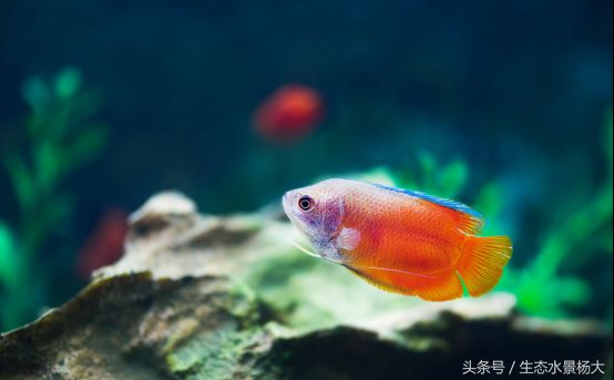 觀賞魚的分類有哪些品種（觀賞魚的養(yǎng)殖技術(shù)） 觀賞魚水族批發(fā)市場 第3張