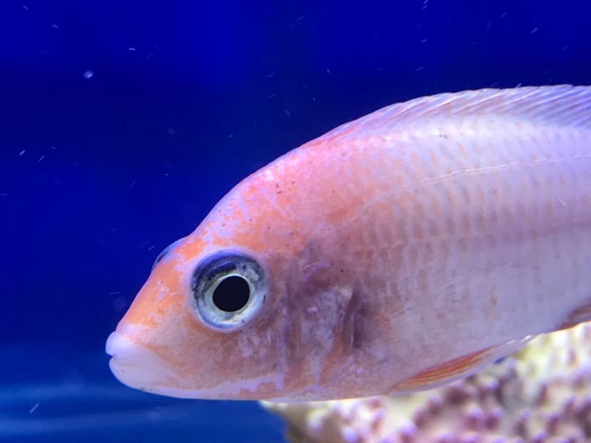 求助！魚身上有黑點！（求助各位大神，魚身上有黑點是不是蟲子呢，如果是蟲子怎么處理呢） 觀賞魚論壇 第1張