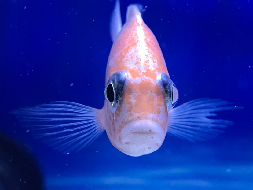 求助！魚身上有黑點?。ㄇ笾魑淮笊瘢~身上有黑點是不是蟲子呢，如果是蟲子怎么處理呢） 觀賞魚論壇 第5張