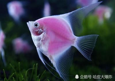 觀賞魚不愿意游動怎么回事（觀賞魚不愿游動可能是由于疾病、水質(zhì)管理不當(dāng)、飼養(yǎng)管理不當(dāng)） 祥龍超血紅龍魚 第3張