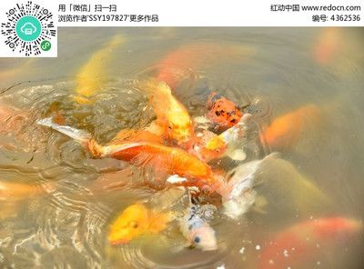 觀賞魚的軟件有哪些（觀賞魚養(yǎng)護(hù)秘籍） 老魚匠 第1張