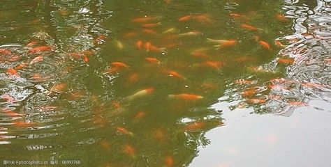 公園的觀賞魚（公園的觀賞魚是公共財富）