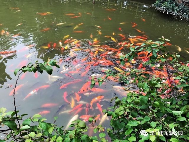 公園的觀賞魚（公園的觀賞魚是公共財富） 博特水族 第4張