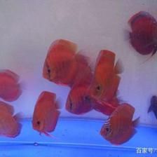 各類觀賞魚的飼養(yǎng)方法（觀賞魚的飼養(yǎng)方法） 祥龍金禾金龍魚 第4張