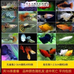 觀賞魚買什么魚好（如何選擇觀賞魚？）