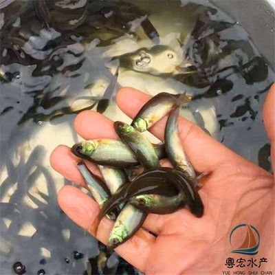 觀賞魚黑魚能養(yǎng)幾條（觀賞魚黑魚的養(yǎng)殖數(shù)量和養(yǎng)殖技巧黑魚的養(yǎng)殖技巧） 可麗愛魚缸 第1張