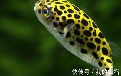 比較安靜的觀賞魚有哪些（安靜的水族箱環(huán)境可以選擇一些性情溫和、不太活躍的魚類）