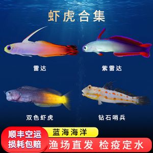 海水觀賞魚(yú)漁場(chǎng)設(shè)計(jì)圖（海水觀賞魚(yú)漁場(chǎng)的設(shè)計(jì)） 雙線側(cè)魚(yú) 第3張