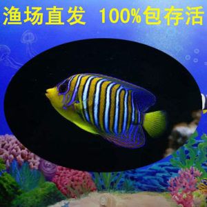 海水觀賞魚(yú)漁場(chǎng)設(shè)計(jì)圖（海水觀賞魚(yú)漁場(chǎng)的設(shè)計(jì)） 雙線側(cè)魚(yú) 第4張