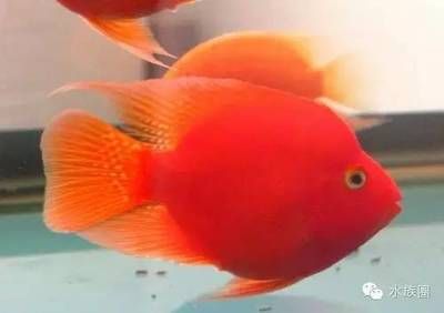 比較容易養(yǎng)的觀賞魚（哪些觀賞魚適合新手飼養(yǎng)） 光特億 第4張