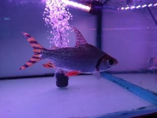 飛鳳魚容易死（探索飛鳳魚的長壽秘密） 翡翠鳳凰魚 第4張