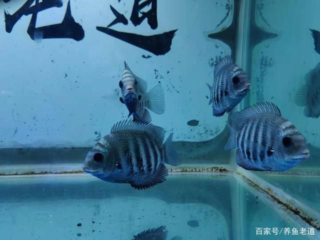 觀賞魚(yú)能用礦泉水養(yǎng)嗎（家庭養(yǎng)魚(yú)的水質(zhì)管理指南）