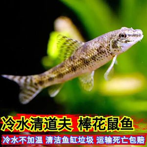 花鼠魚（花鼠魚在養(yǎng)殖過程中需要注意以下幾點花鼠魚在養(yǎng)殖過程中要注意） 眼斑魚 第3張