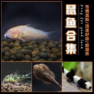 花鼠魚（花鼠魚在養(yǎng)殖過程中需要注意以下幾點花鼠魚在養(yǎng)殖過程中要注意） 眼斑魚 第2張