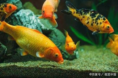 觀賞魚(yú)的意義是什么（養(yǎng)殖觀賞魚(yú)的意義） 白子球鯊魚(yú) 第3張