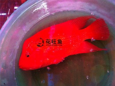 財(cái)神鸚鵡魚苗怎么養(yǎng)（財(cái)神鸚鵡魚苗的養(yǎng)殖指南）