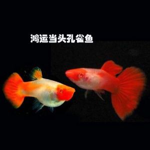 觀賞魚快遞費(fèi)（觀賞魚快遞費(fèi)用影響因素） 水族燈（魚缸燈） 第4張