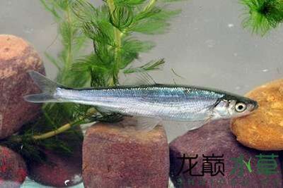 白魚觀賞魚是什么魚（探討白魚觀賞魚的具體種類時）