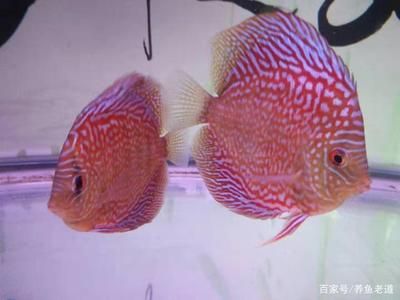 各種冷水觀賞魚（冷水觀賞魚是適宜在較低水溫環(huán)境下飼養(yǎng)的觀賞魚類）