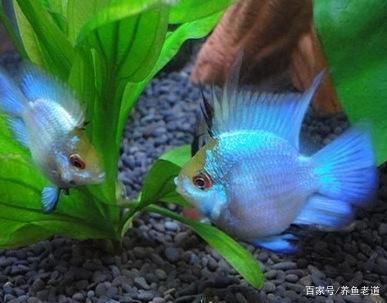 各種冷水觀賞魚（冷水觀賞魚是適宜在較低水溫環(huán)境下飼養(yǎng)的觀賞魚類） 檸檬鯽 第4張