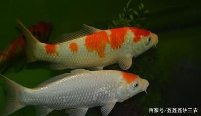 觀賞魚突然死亡是什么原因（觀賞魚突然死亡可能與多種疾病有關(guān)） 南美異形觀賞魚 第1張