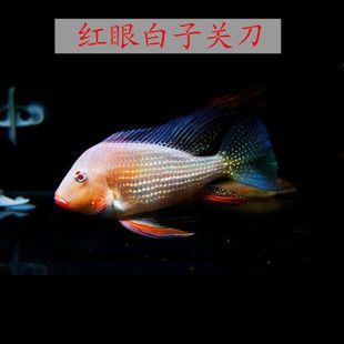 紅眼白子關(guān)刀魚（紅眼白子關(guān)刀魚養(yǎng)護(hù)指南）