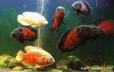 觀賞魚(yú)類(lèi)發(fā)展現(xiàn)狀圖（觀賞魚(yú)產(chǎn)業(yè)的全球趨勢(shì)） 鴨嘴鯊魚(yú) 第1張