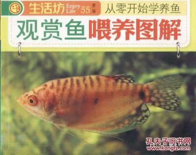 觀賞魚群魚有哪些品種（觀賞魚的養(yǎng)護技巧養(yǎng)護技巧養(yǎng)護技巧養(yǎng)護觀賞魚的技巧） 黑桃A魚苗 第1張