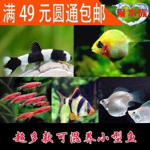 觀賞魚群魚有哪些品種（觀賞魚的養(yǎng)護技巧養(yǎng)護技巧養(yǎng)護技巧養(yǎng)護觀賞魚的技巧） 黑桃A魚苗 第4張