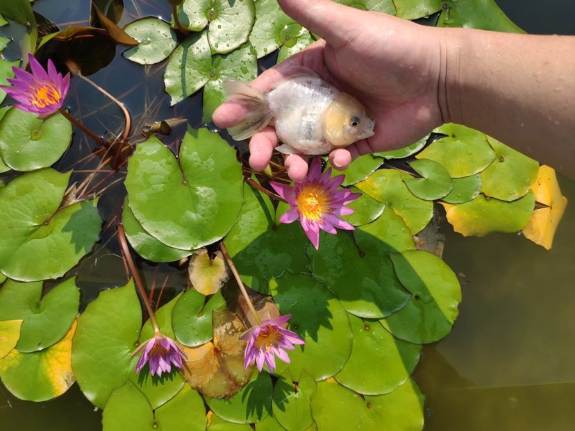 肥嘟嘟的小家伙可愛的很（抓住夏天的尾巴，看一看這蓮花） 觀賞魚論壇 第4張