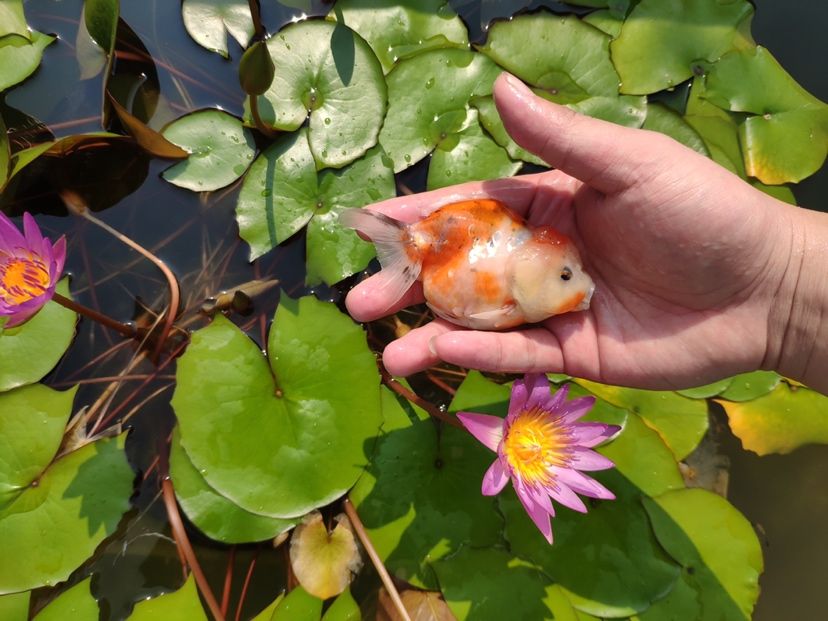 肥嘟嘟的小家伙可愛的很（抓住夏天的尾巴，看一看這蓮花） 觀賞魚論壇 第3張