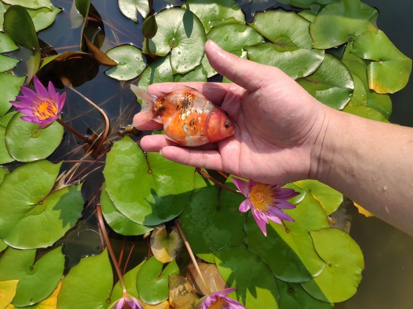 肥嘟嘟的小家伙可愛的很（抓住夏天的尾巴，看一看這蓮花） 觀賞魚論壇 第2張