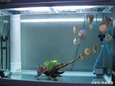 觀賞魚的飼養(yǎng)方法視頻（《觀賞魚飼養(yǎng)大全(第二版)》觀賞魚的飼養(yǎng)方法視頻推薦） 朱巴利魚苗 第1張