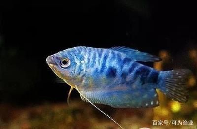 觀賞魚能不能吃蚯蚓（觀賞魚可以吃蚯蚓嗎，蚯蚓的養(yǎng)殖方法和管理技巧） 成吉思汗鯊（球鯊）魚 第4張