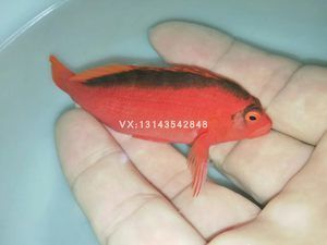 觀賞魚需要什么證件（如何合法開設(shè)一家觀賞魚店） 大白鯊魚 第4張