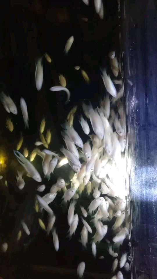 《說魚～搜魚》等食的白藍（群游效果不錯,陳淇潤評論：牛b,大哥怎么護理水質才能跟您這樣） 觀賞魚論壇