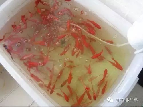 觀賞魚吃什么食物催魚排卵（觀賞魚的繁殖周期及相關(guān)食物選擇） 細(xì)線銀板魚苗 第3張