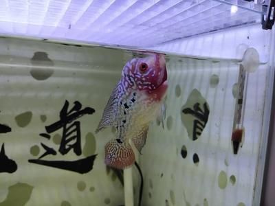 觀賞魚能不能吃雞蛋（觀賞魚可以吃雞蛋嗎） 龍魚之家 第1張