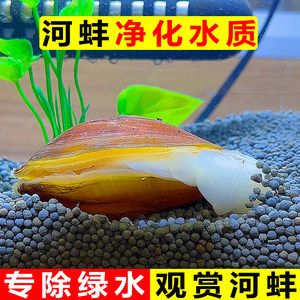 觀賞魚能不能吃雞蛋（觀賞魚可以吃雞蛋嗎） 龍魚之家 第3張