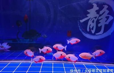 觀賞魚飄在水面上（觀賞魚飄在水面上可能由多種原因引起水族生態(tài)系統(tǒng)的維護） 進口元寶鳳凰魚 第3張