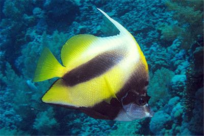 觀賞魚飄在水面上（觀賞魚飄在水面上可能由多種原因引起水族生態(tài)系統(tǒng)的維護） 進口元寶鳳凰魚 第4張