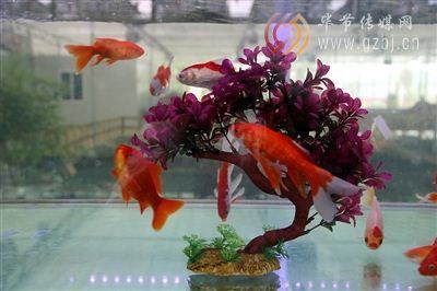 超市觀賞魚(yú)（超市觀賞魚(yú)的飼養(yǎng)需要注意什么，觀賞魚(yú)的養(yǎng)殖需要注意什么） 狗狗（犬） 第2張