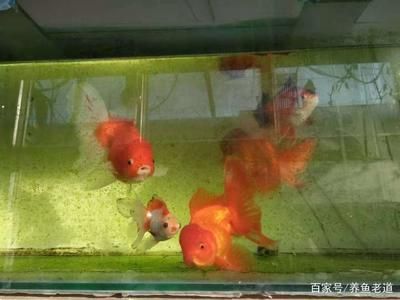 超市觀賞魚(yú)（超市觀賞魚(yú)的飼養(yǎng)需要注意什么，觀賞魚(yú)的養(yǎng)殖需要注意什么） 狗狗（犬） 第3張